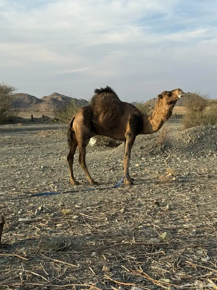 للبيع بعير حمر جرم كايف ضراب وعشار 32