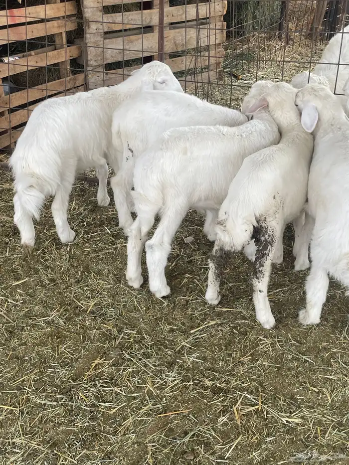 بهم حري بهم دواغير 12