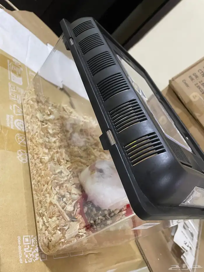 طائر كروان 1