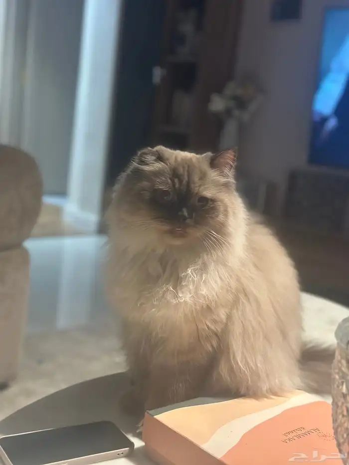 قط هملايا للتبني 0