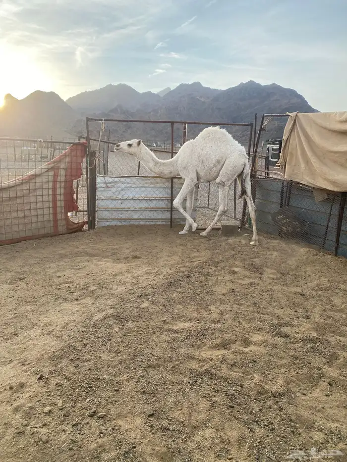 قعود للبيع طيب بالحيل 0