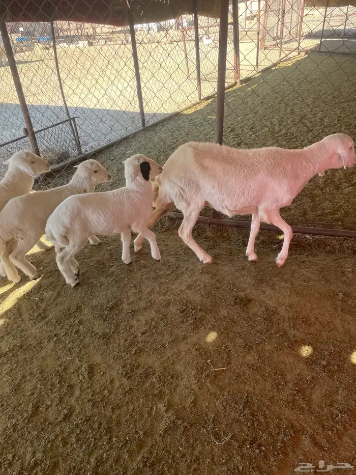 شاه عليها ثلاثة 15