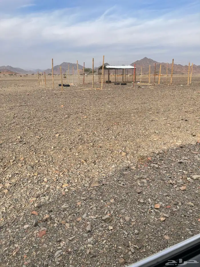 شبوك غنم جديدة للبيع 1