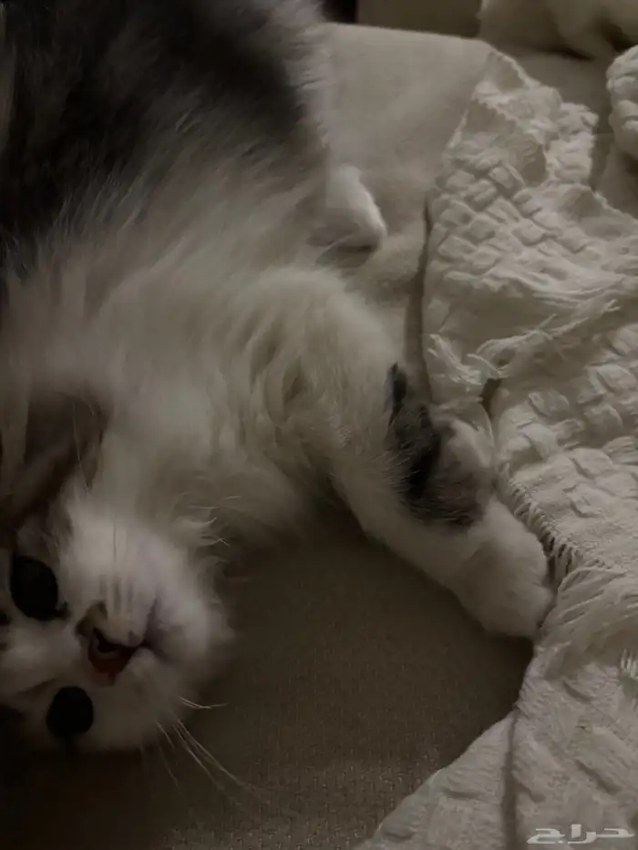 للتبني قط شيرازي صغير مجاني مع اغراضه 200 1