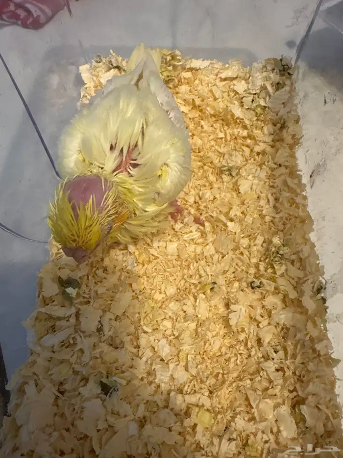 للبيع فرخ كروان لاتينو 1