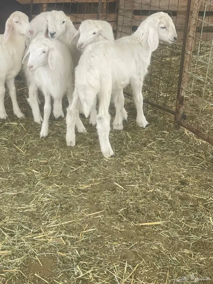 بهم حري بهم دواغير 29