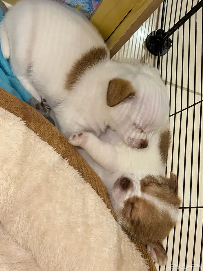 شيواوا بومرانين للبيع تي كب بنت العمر 45 يوم 0