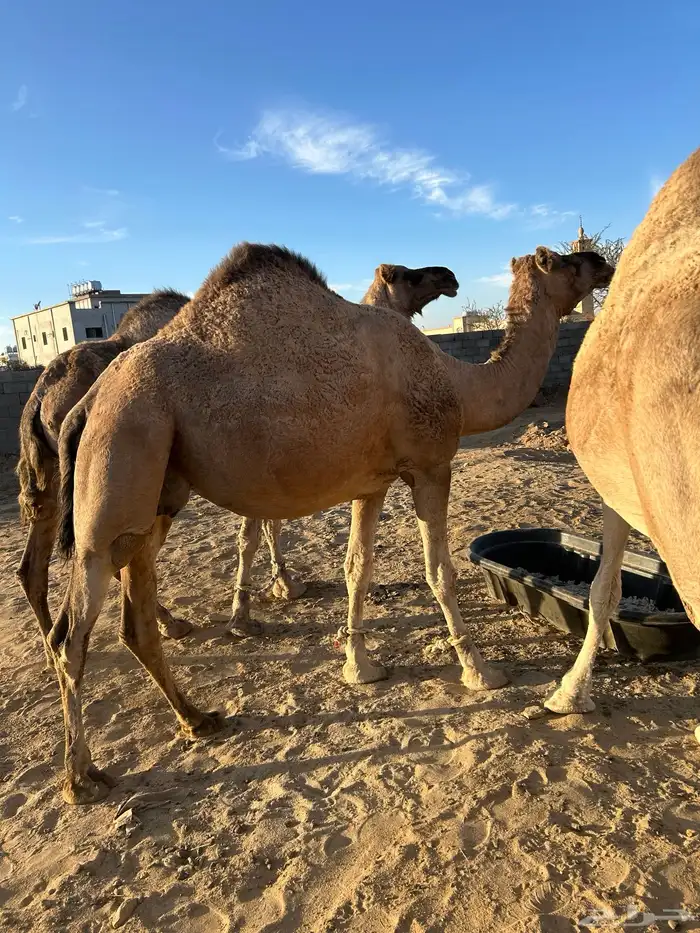 للبيع 10 من الابل 1