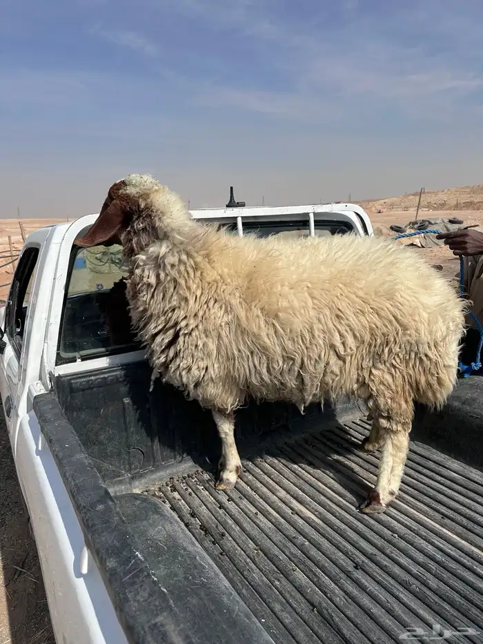 رخل نعيميه ذبيحه 0