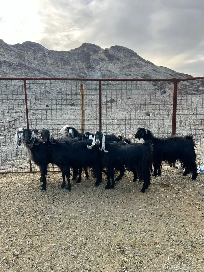 غنم وجفار مراح مضاريع ودفيع 12