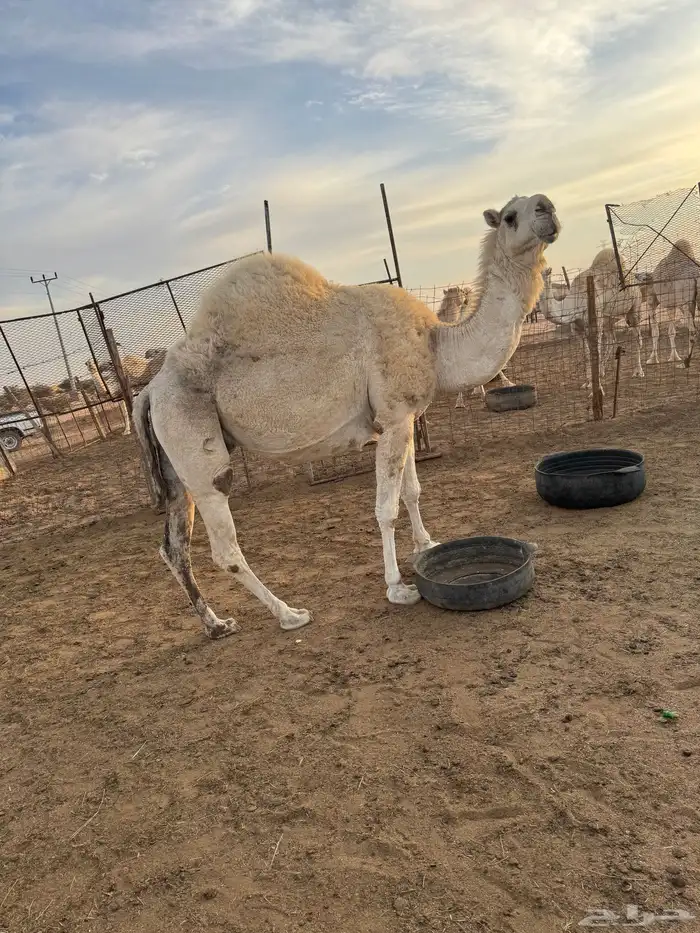 خفوت للبيع 0