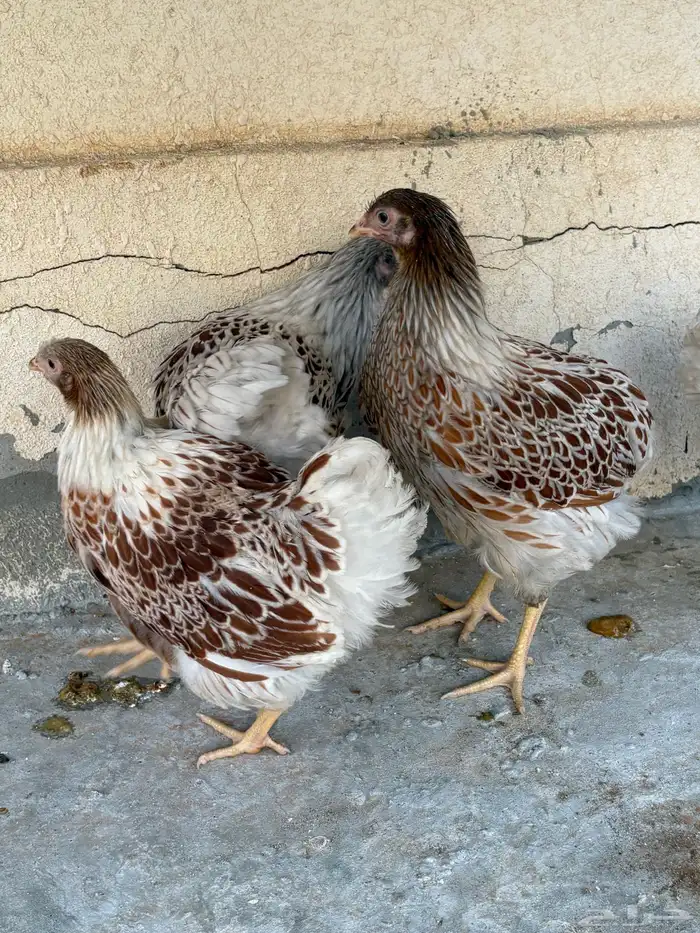 دجاج وايندوت سبلاش فاخر للبيع 0