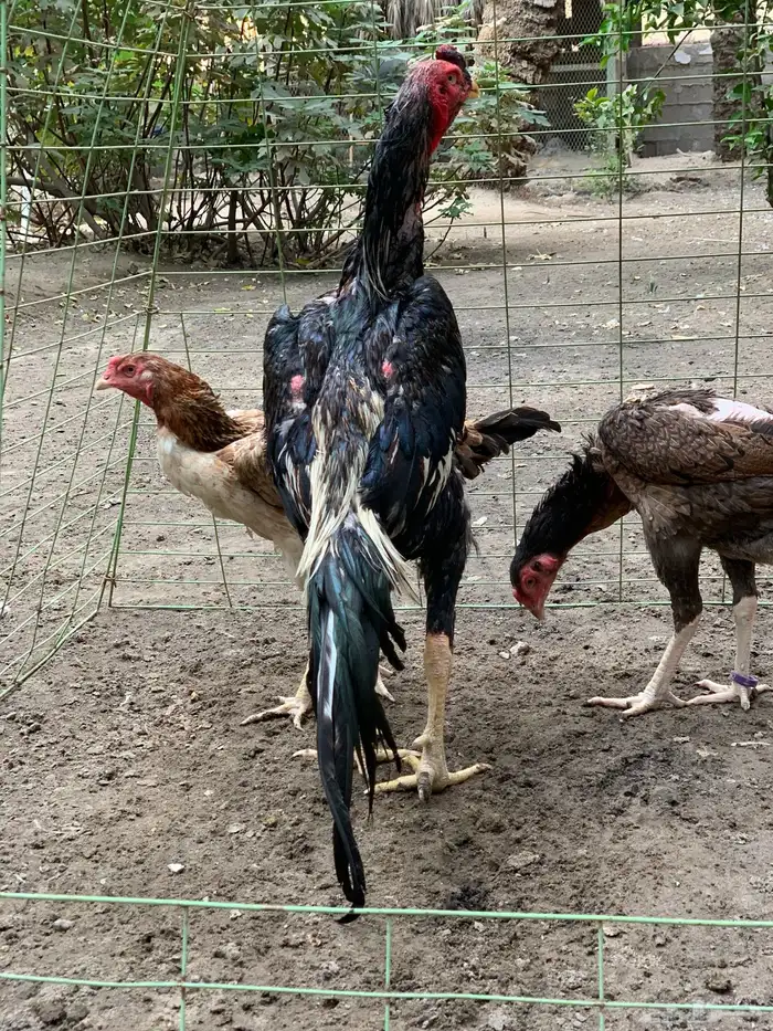 للبيع دجاج شامو ياباني فاخر 2