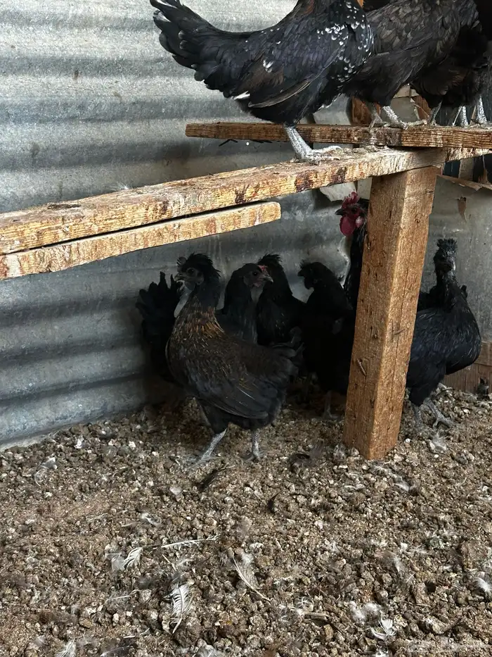 دجاج للبيع 8