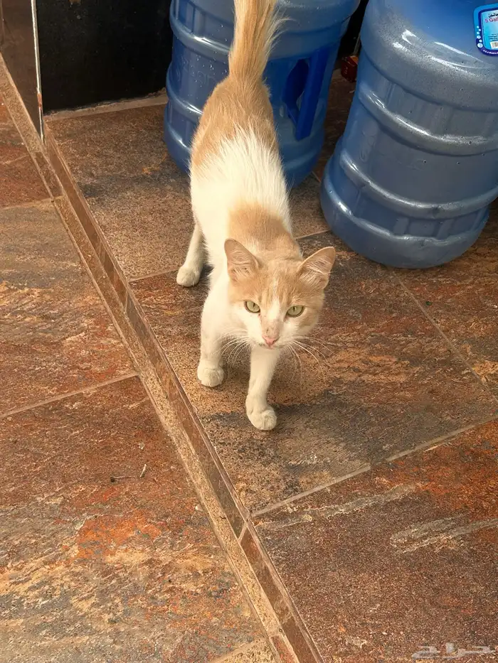 قطة و اولادها 2 للتبني 0