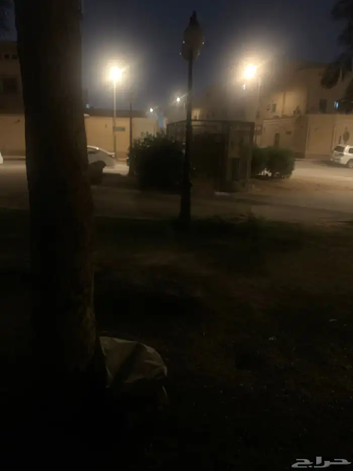 قطط صغار للتبني 2