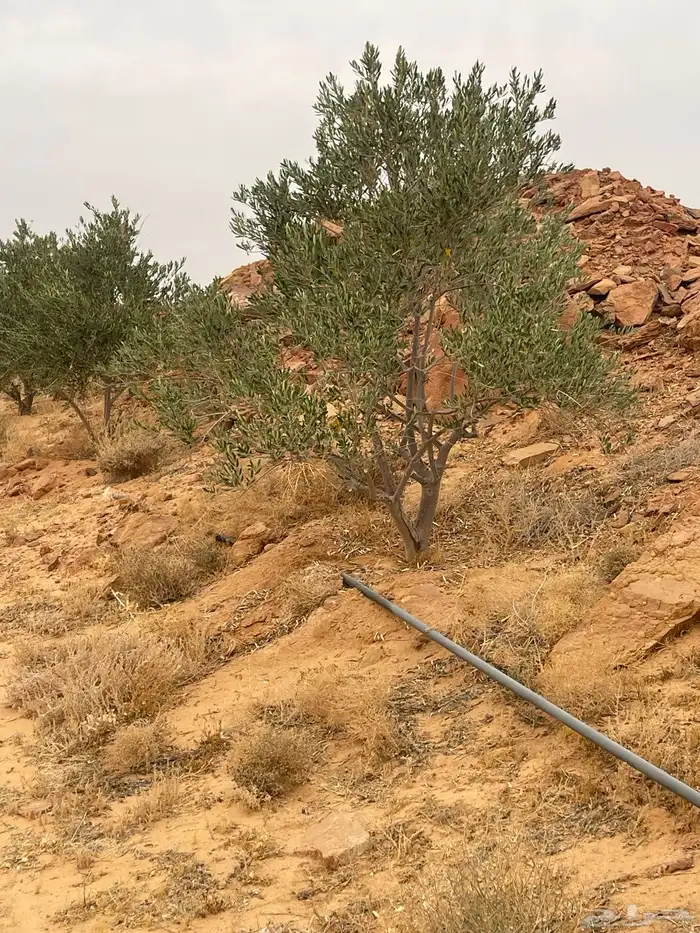 اشجار زيتون 3