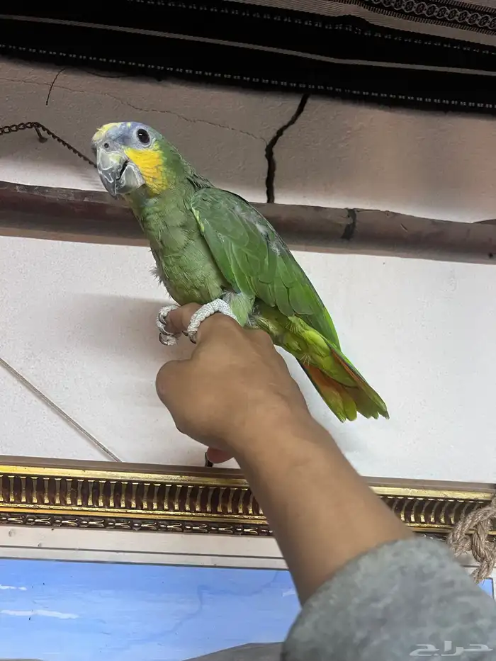 ببغاء الامازوني 2