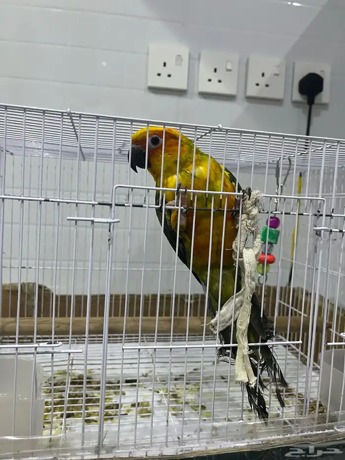 ببغاء صن كنيور سليم من الأمراض 1