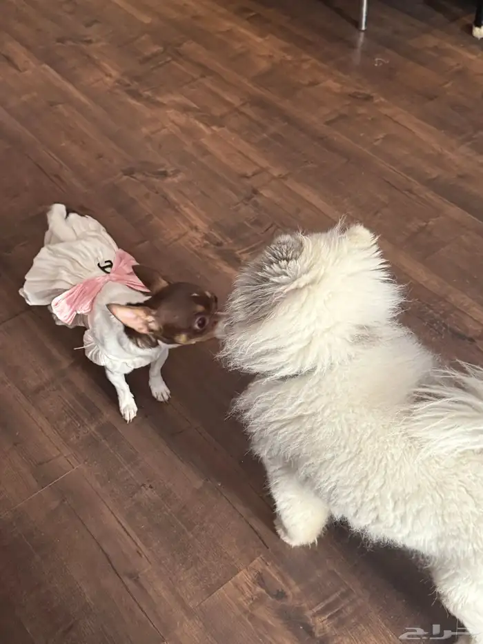 شيواوا بومرانين للبيع تي كب بنت العمر 45 يوم 4