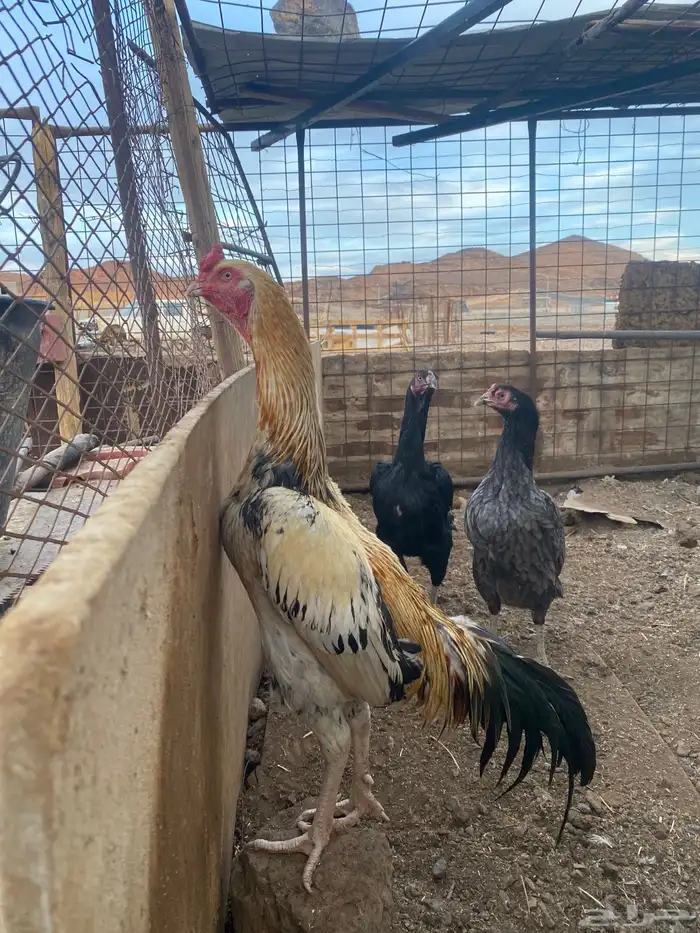 دجاج باكستاني 0