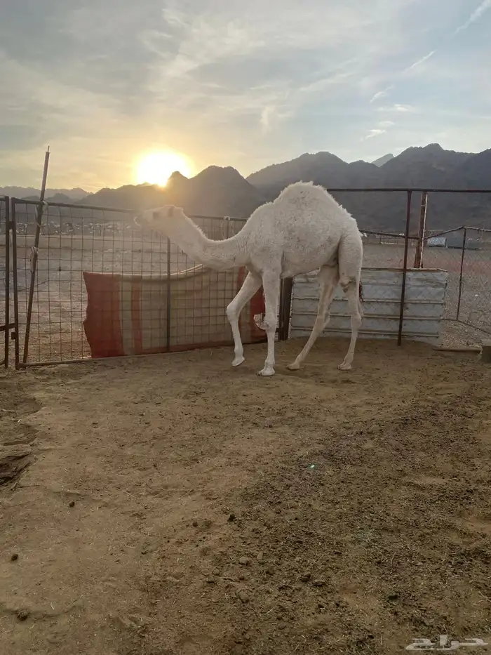 قعود للبيع طيب بالحيل 1