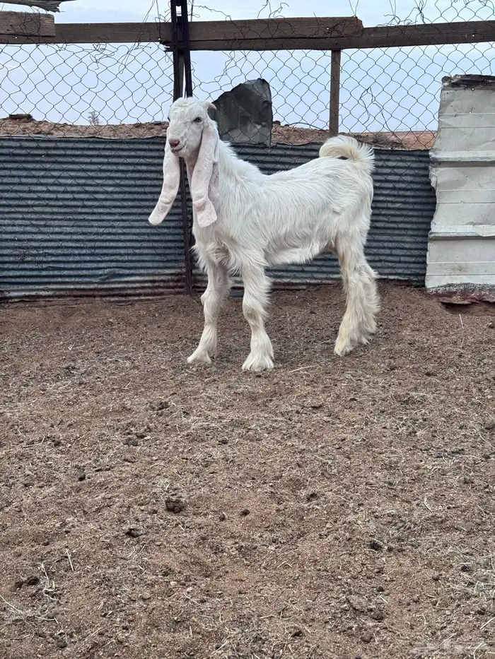 تيوس مشاريع فحول 2