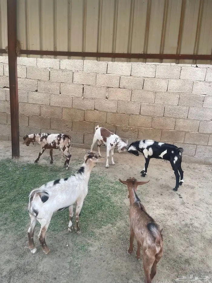 بهم تربيه مراح واحد العدد (5) صحه سليمه 0