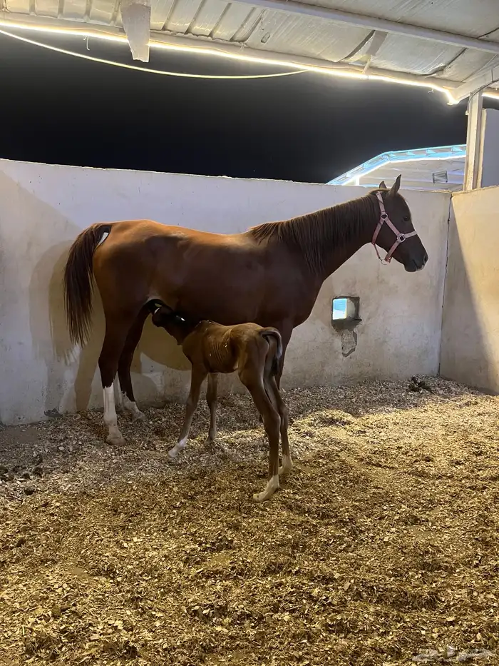 فرس شيخه شعبي معها مهر 0