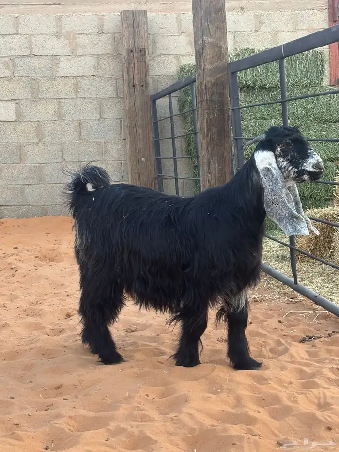 جفرتين جذعات صنف دفيع 1