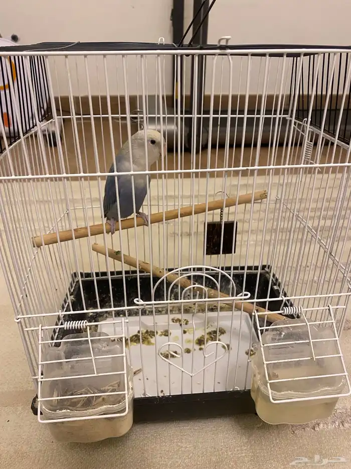 ببغاء روز للبيع 1