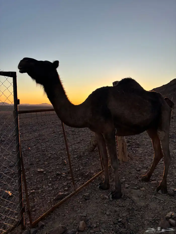 ناقه صفراء ظروبه 0