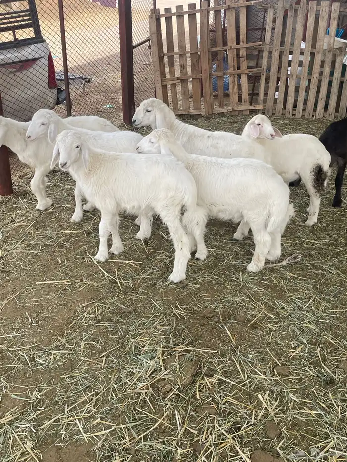 بهم حري بهم دواغير 26