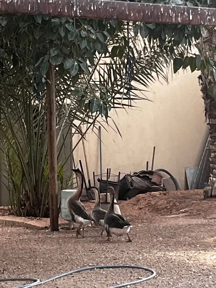 وز عراقي شرط 0