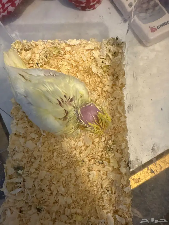 للبيع فرخ كروان لاتينو 0