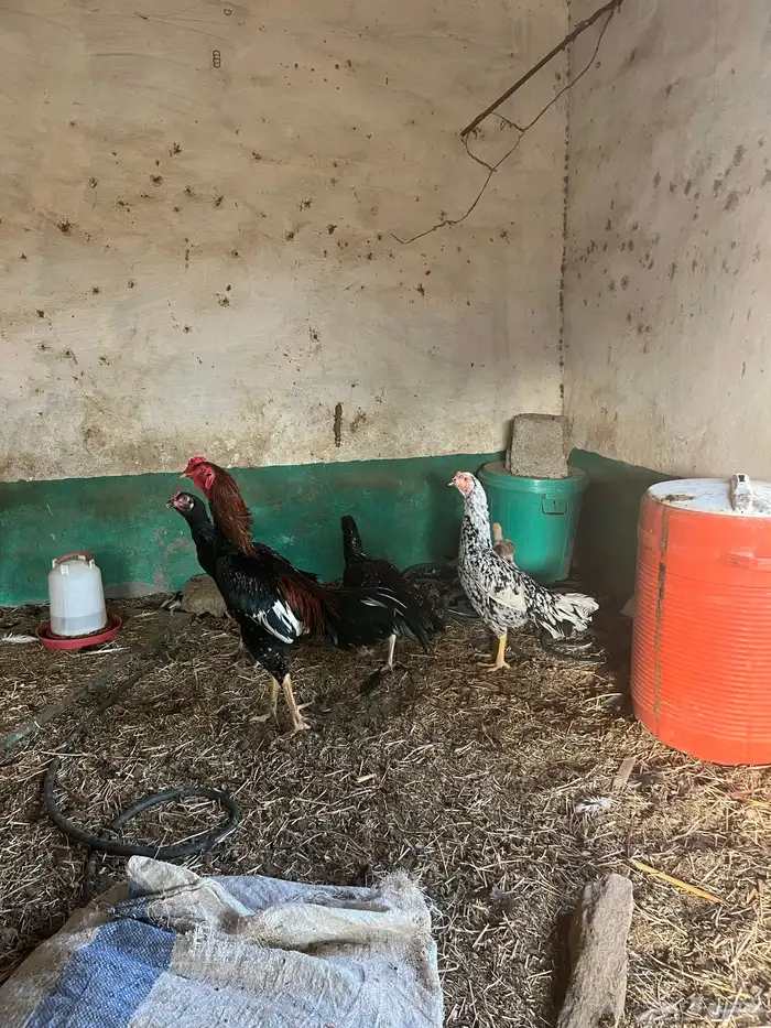 دجاج سندي تب ماشاء الله تبارك الله 8