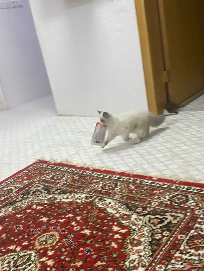 قطه أليفه صغيره 1