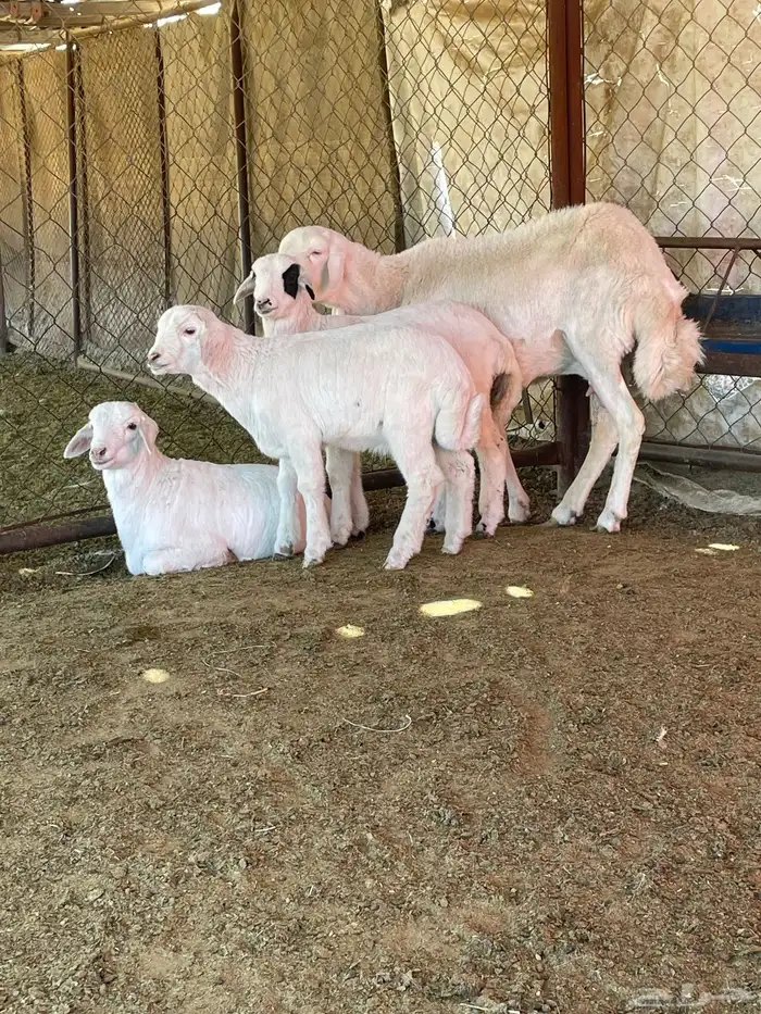 شاه عليها ثلاثة 7