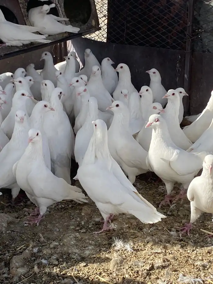 حمام فرنسي سوبر جانبو 8