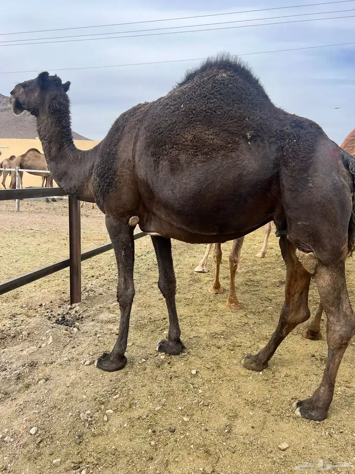 ناقتين مجاهيم امهات حليب 5