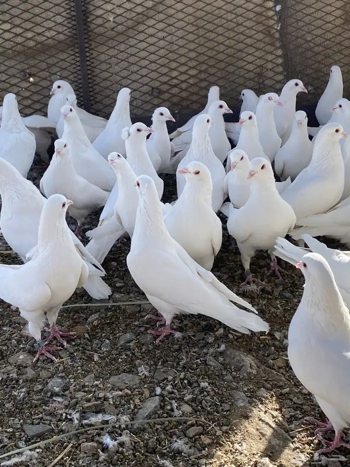 حمام فرنسي سوبر جانبو 36