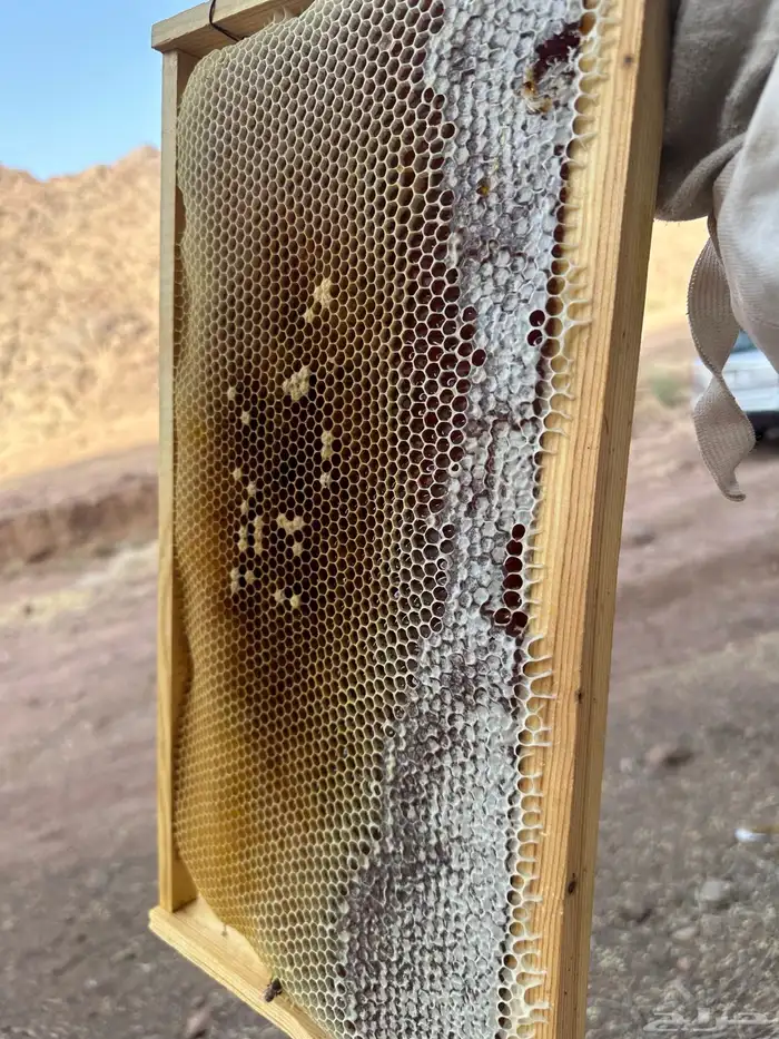 عسل طلح حائل 3