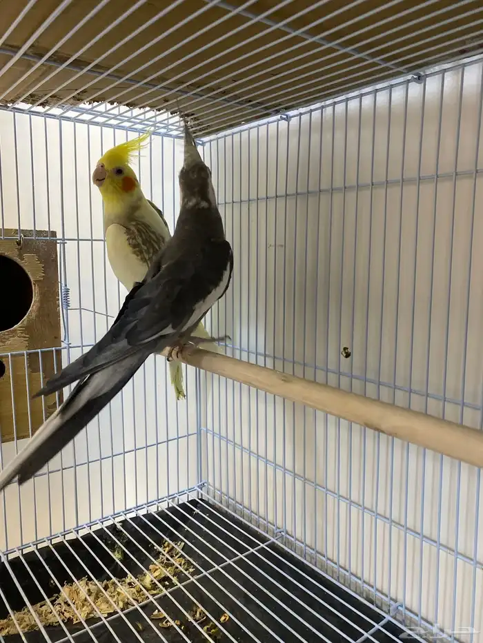 للبيع ازواج كروان منتجه 9