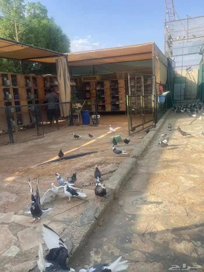 طبات مميزه معاريف 3