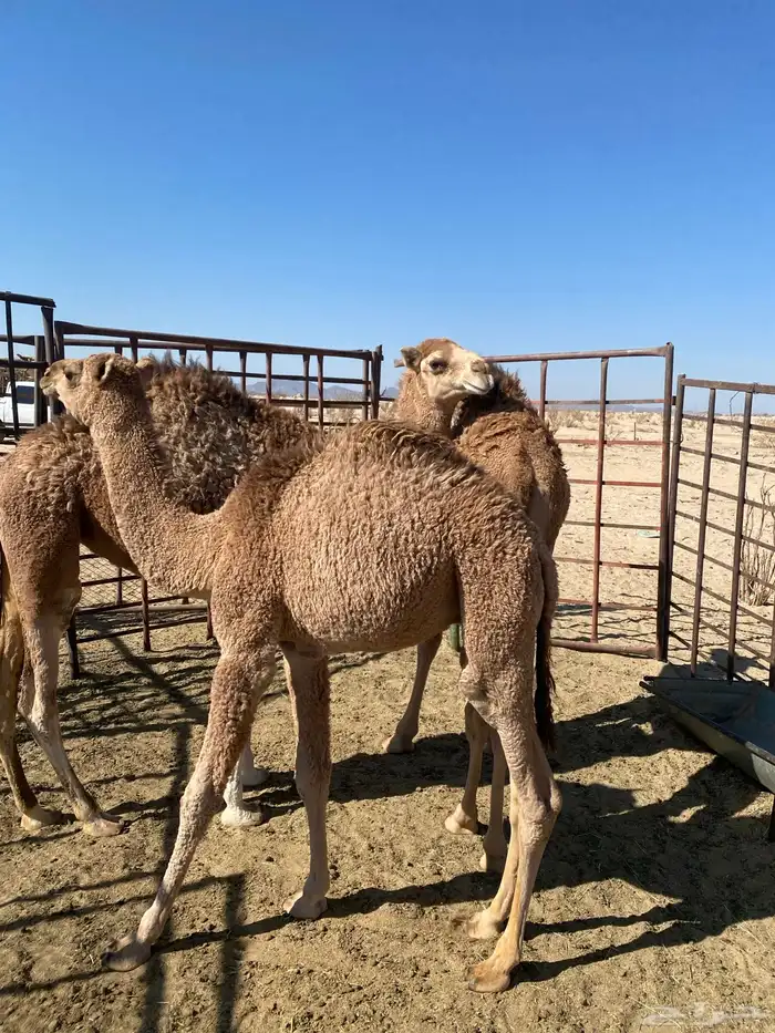 قعدان للبيع 5