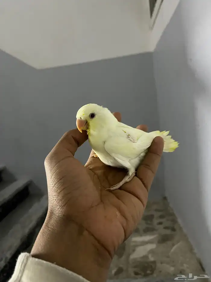 فروخ روز البينو 0