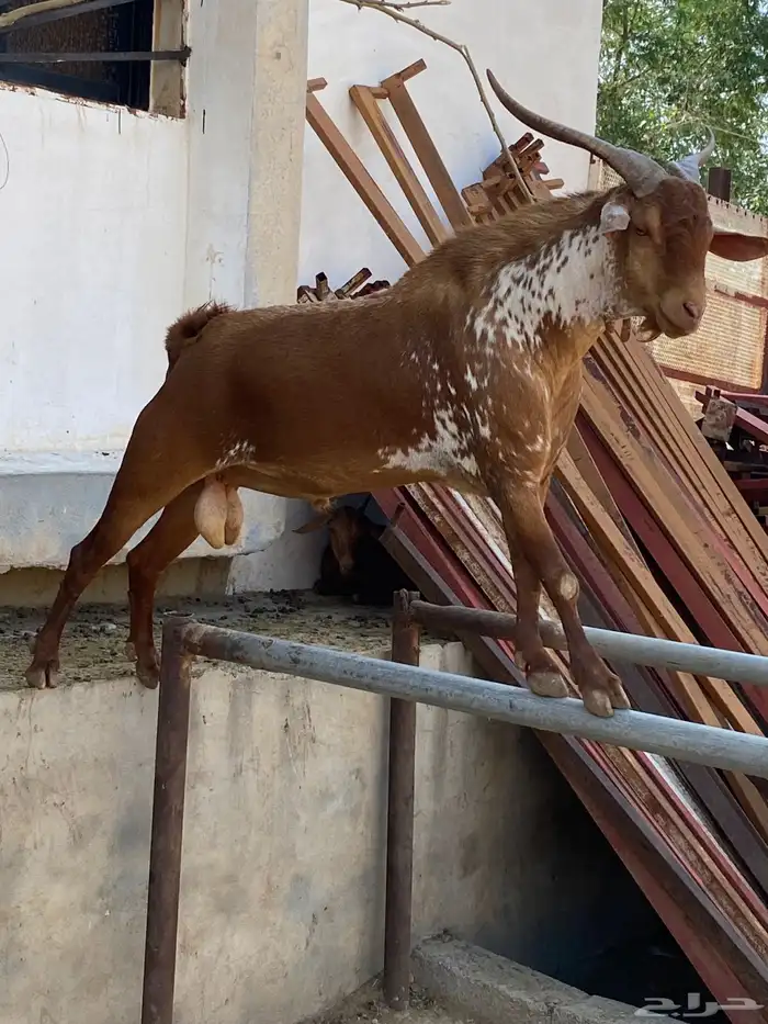 ماعز غنم مراح 3