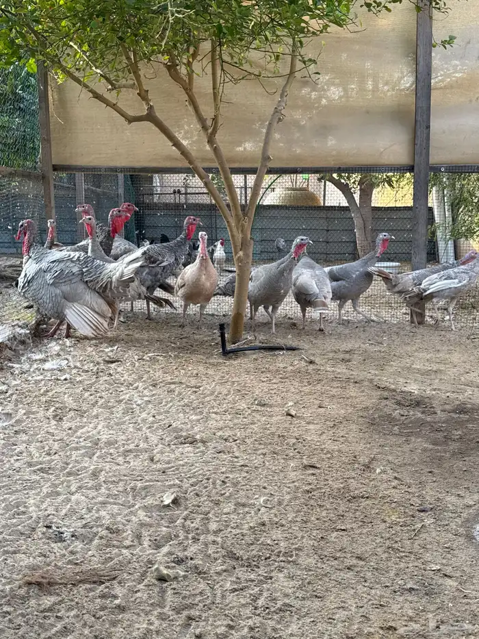 دجاج رومي للبيع الموقع سيهات 1