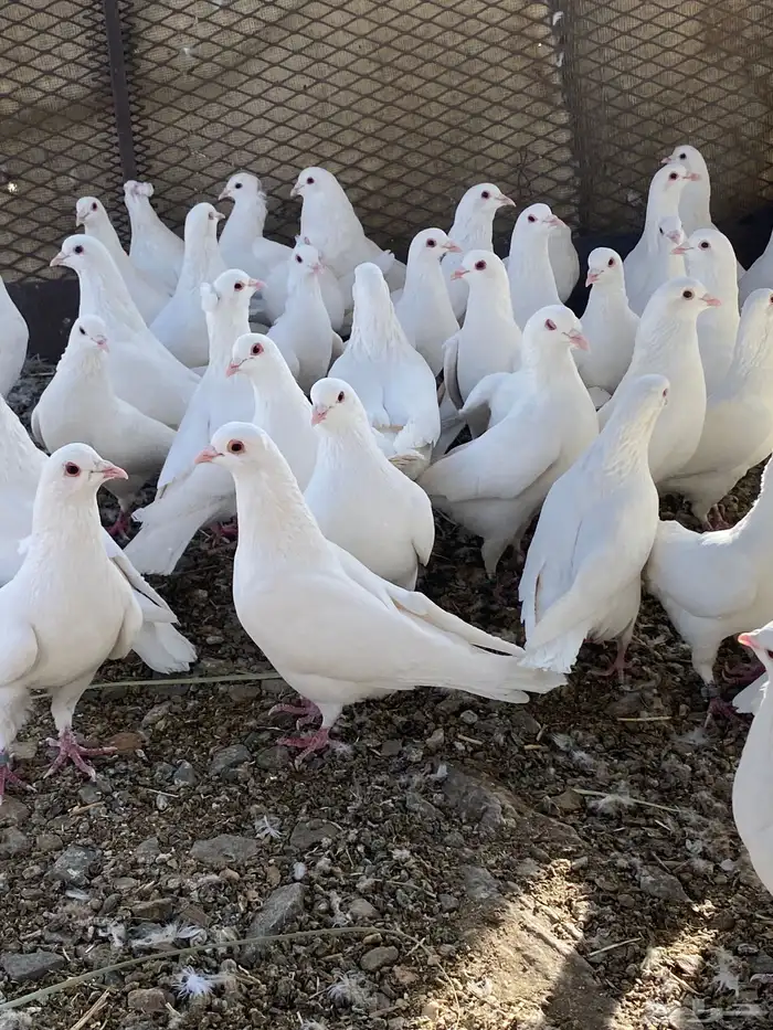 حمام فرنسي سوبر جانبو 25