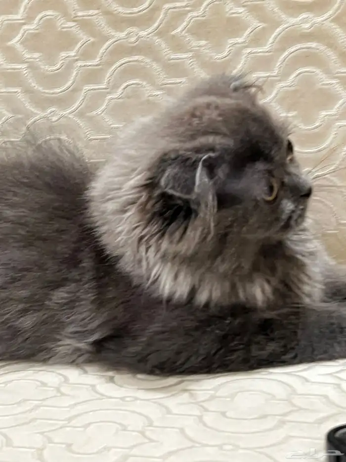 سكوتش فولد لونق هير 1